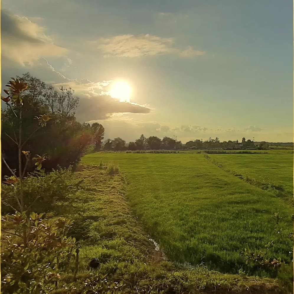 A green field lined with trees at sunset