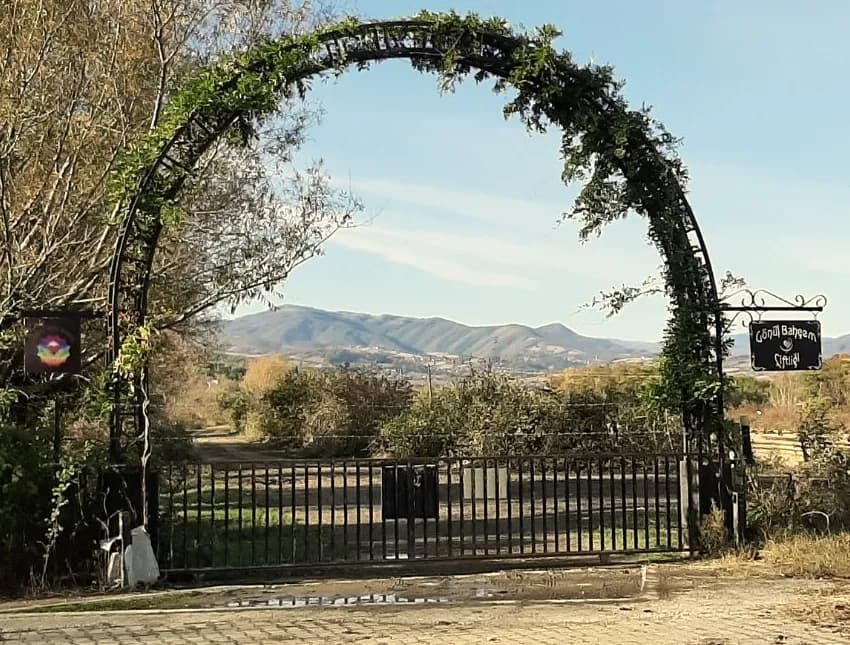 An arched garden gate covered in vines, mountains behind it